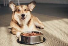 The Pride Dog Food How Feeding It Can Improve Your Dog's Endurance for Outdoor Adventures