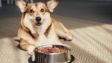 The Pride Dog Food How Feeding It Can Improve Your Dog's Endurance for Outdoor Adventures
