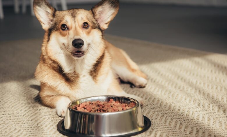 The Pride Dog Food How Feeding It Can Improve Your Dog's Endurance for Outdoor Adventures