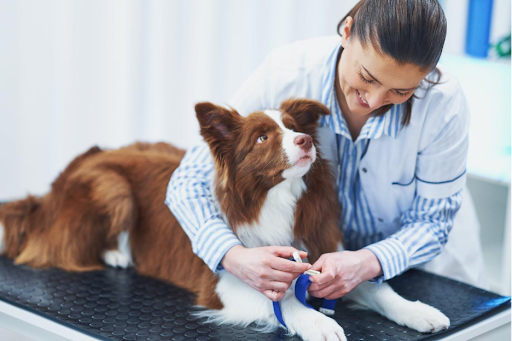 Dog dental risks